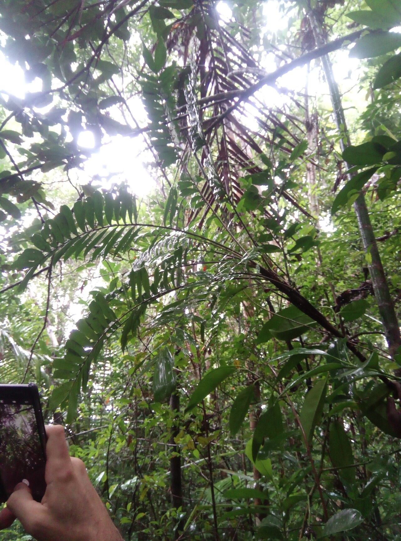 Dypsis corniculata habit