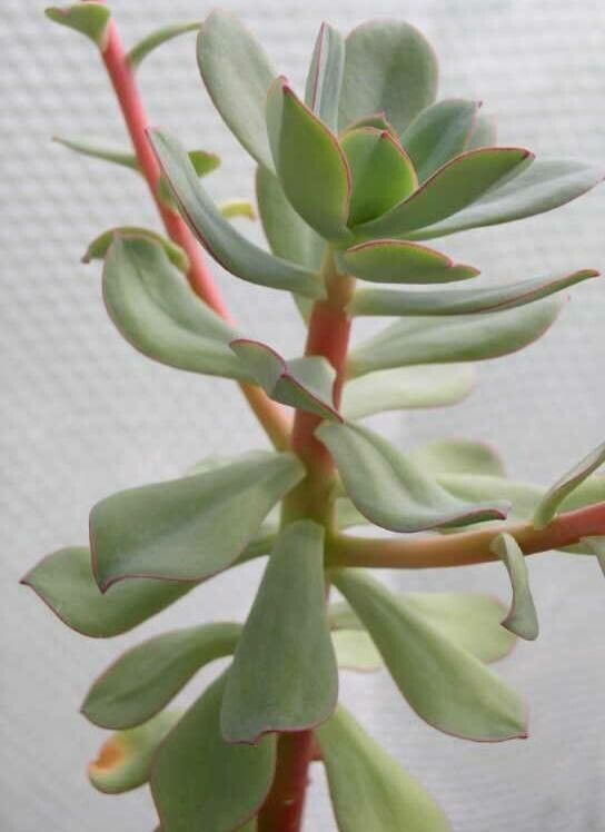 Echeveria quitensis habit