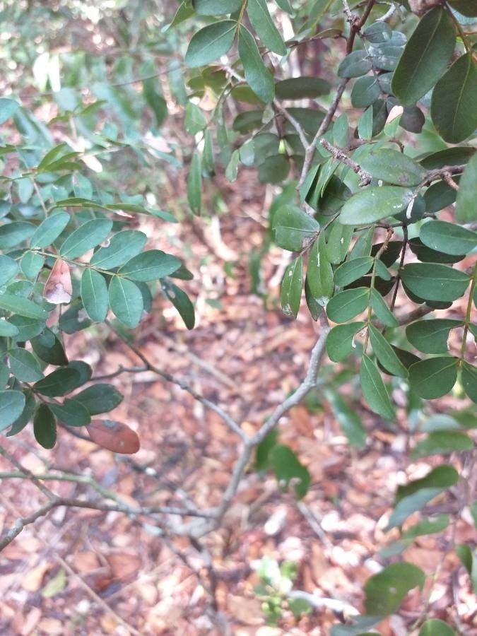 Philenoptera bussei leaf
