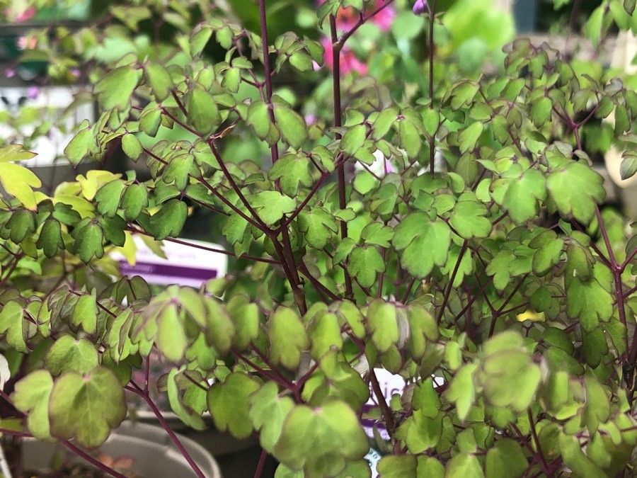 Thalictrum delavayi — search result for 'Herbaceous perennial flowering plant'