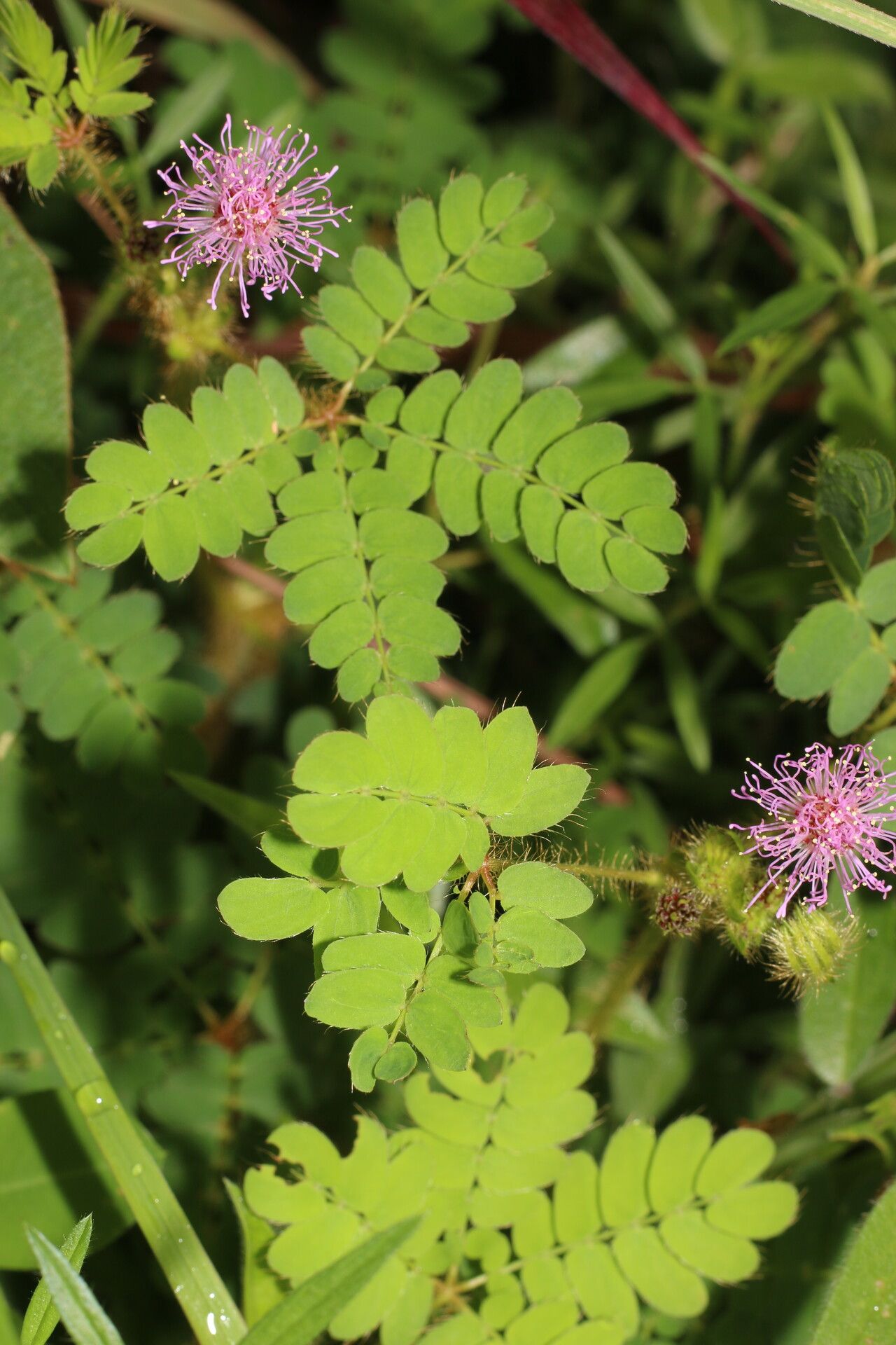 Mimosa skinneri flower