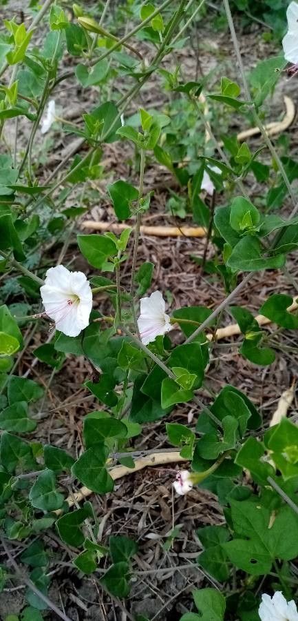 Acleisanthes obtusa — search result for 'Nyctaginaceae'