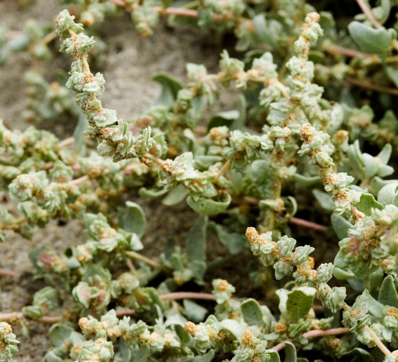 Atriplex glauca flower