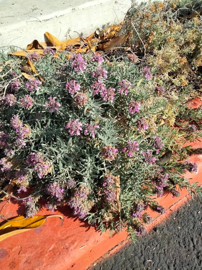 Teucrium cossonii — search result for 'Teucrium'