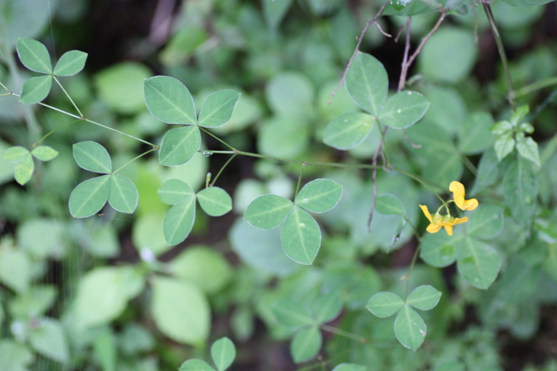 Argyrolobium tomentosum — houseplant care guide