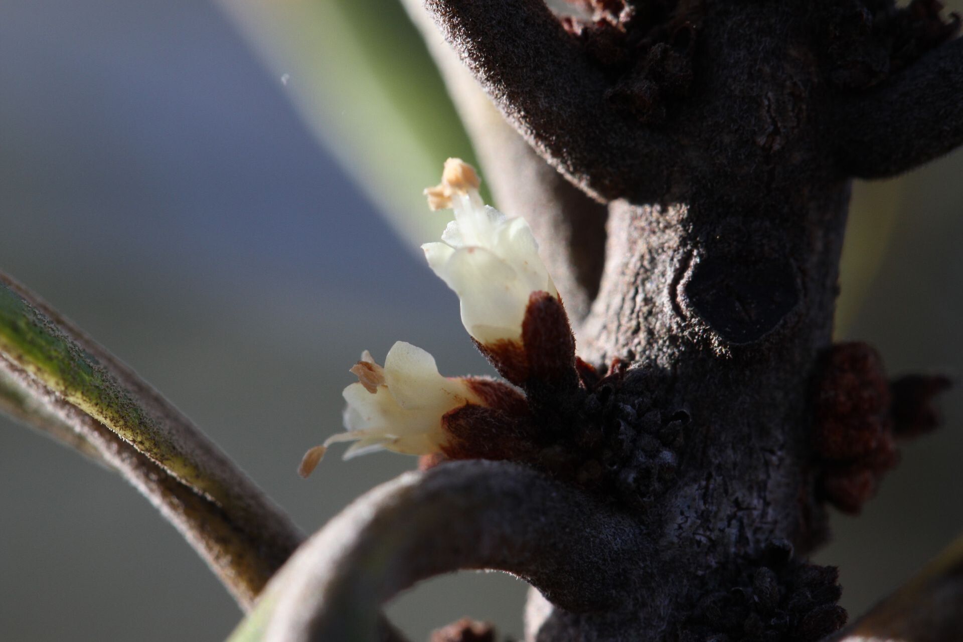 Pycnandra lissophylla flower