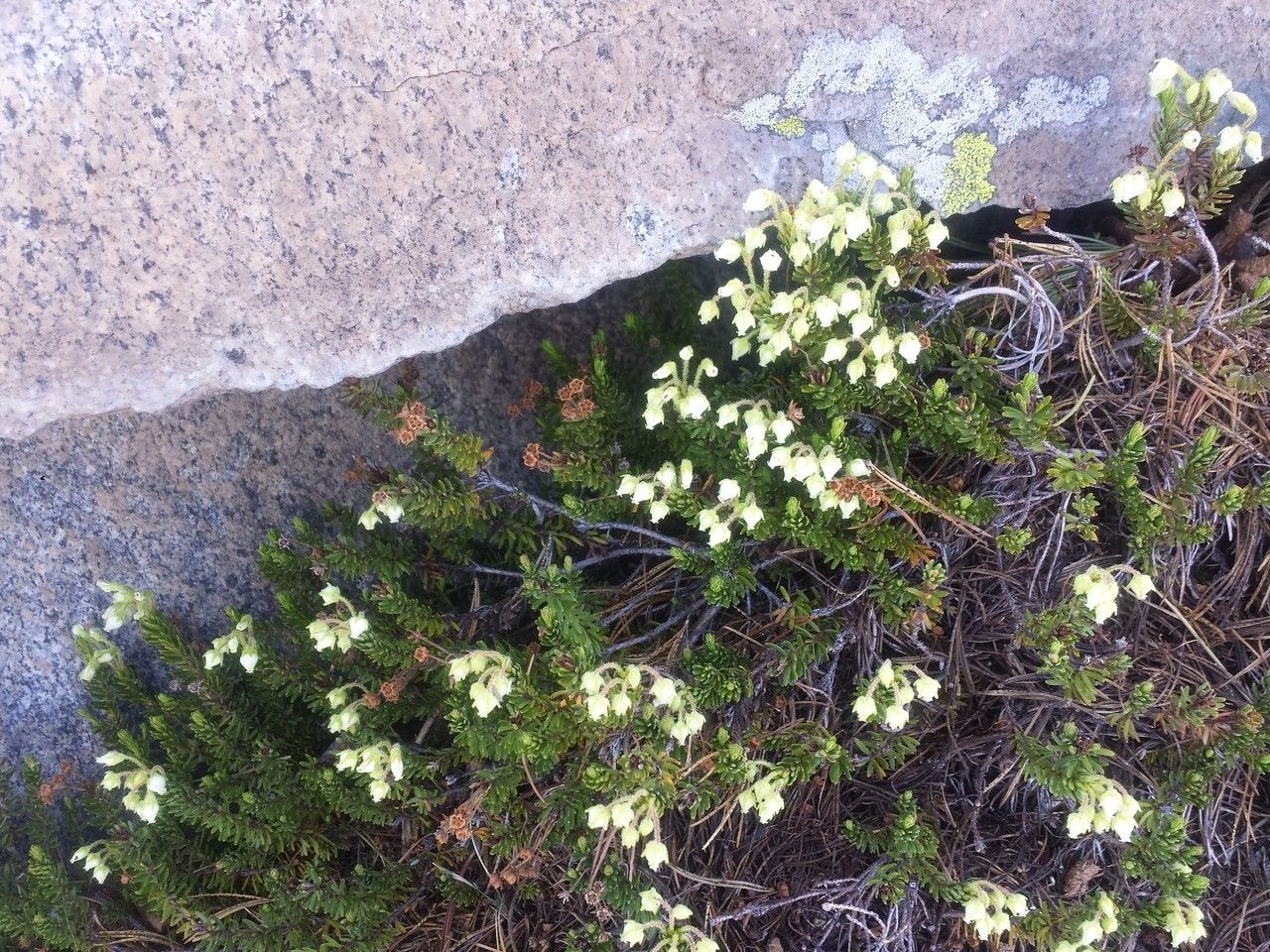 Phyllodoce glanduliflora habit