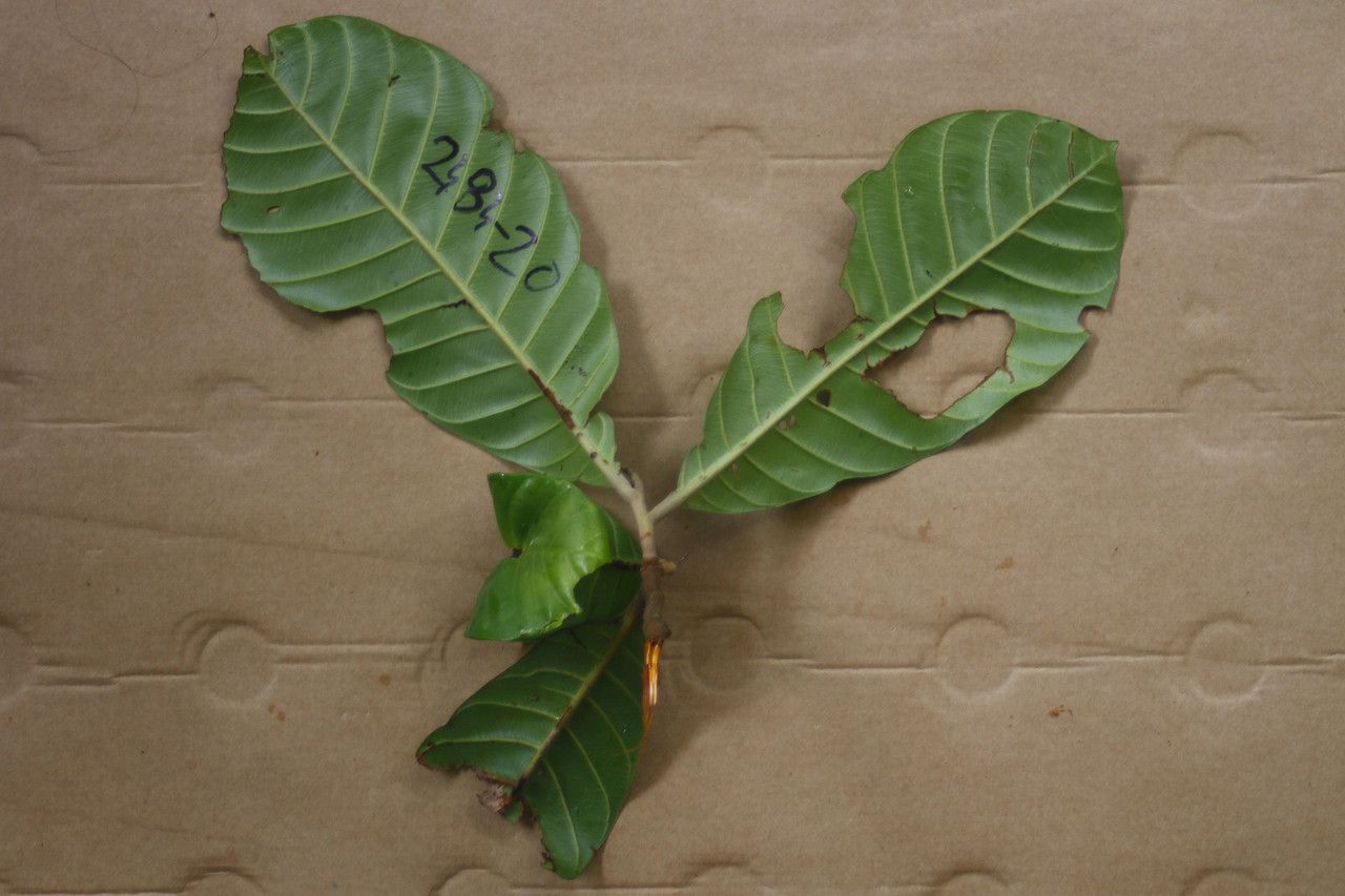 Chrysophyllum sanguinolentum — houseplant care guide