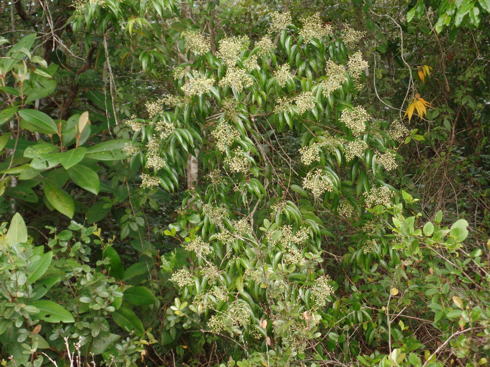 Miconia cuspidata — houseplant care guide