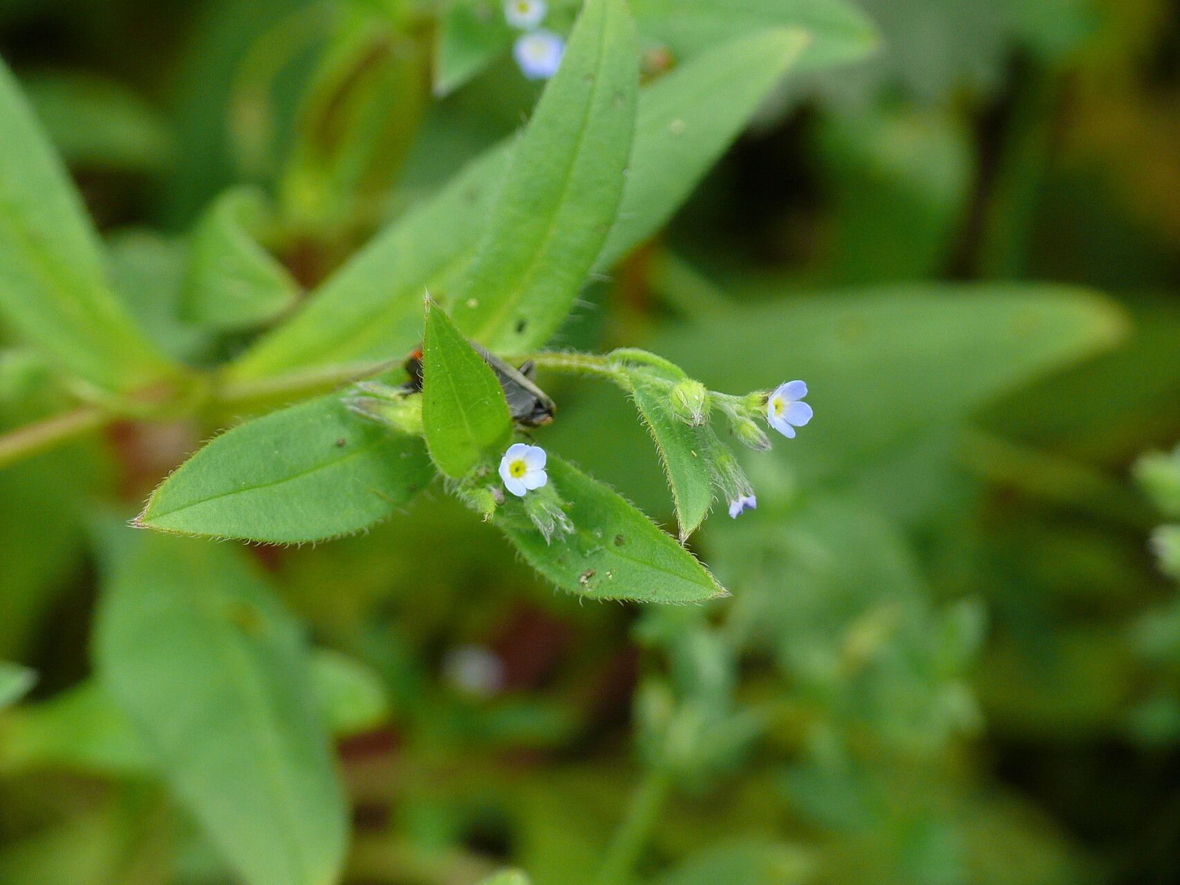 Myosotis sparsiflora flower