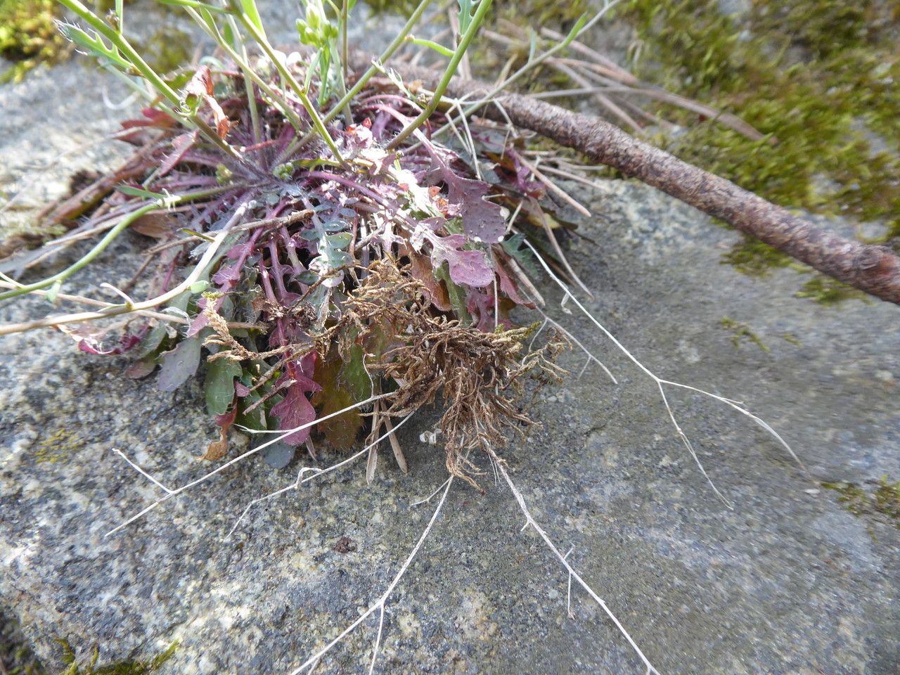 Arabidopsis lyrata — related species from the same genus