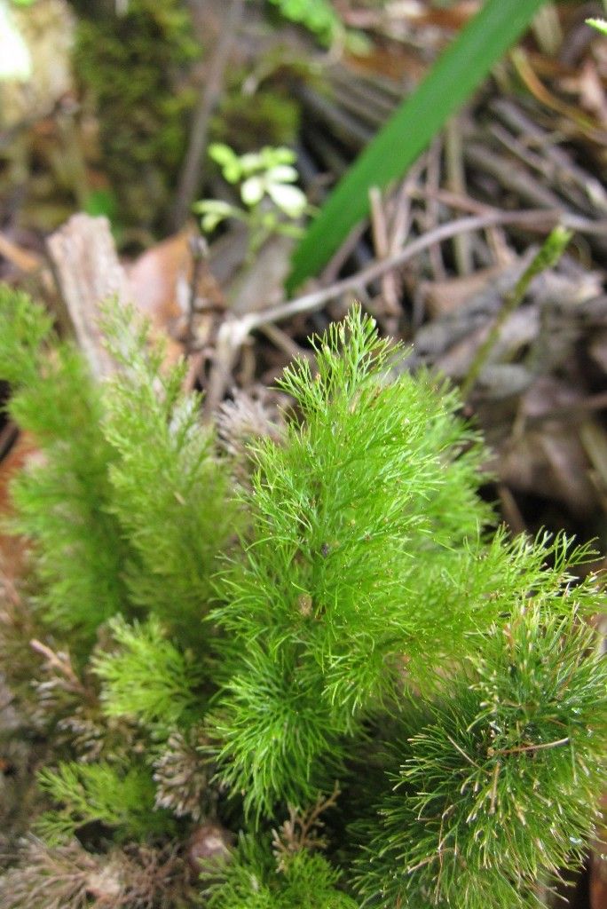 Trichomanes laetum fruit