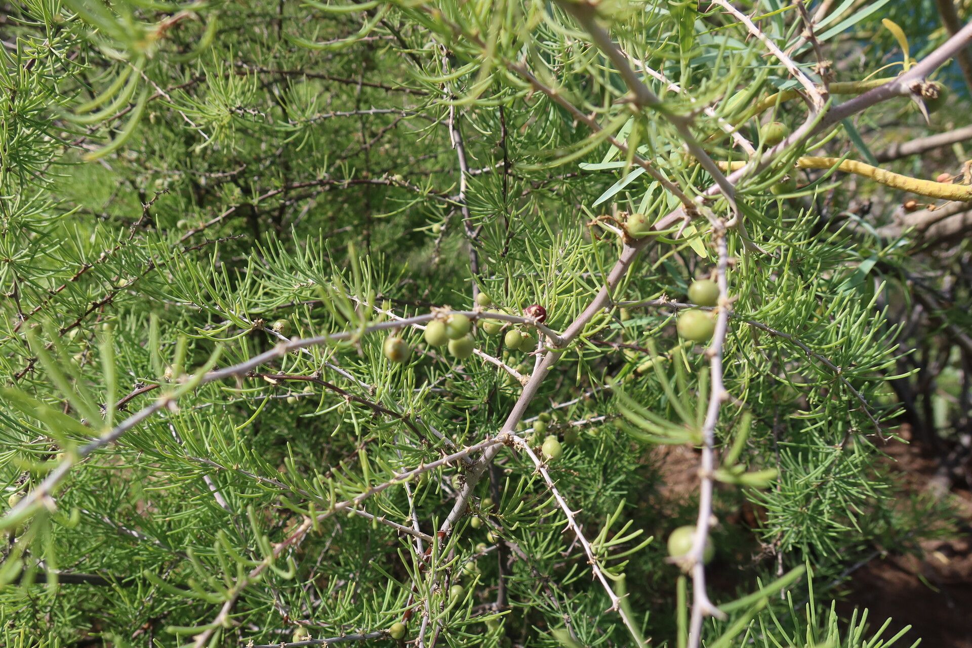 Asparagus pastorianus fruit