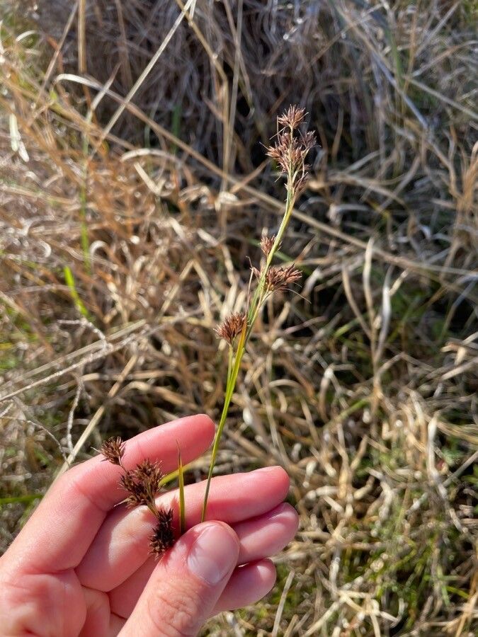 Rhynchospora fascicularis — search result for 'Cyperaceae'