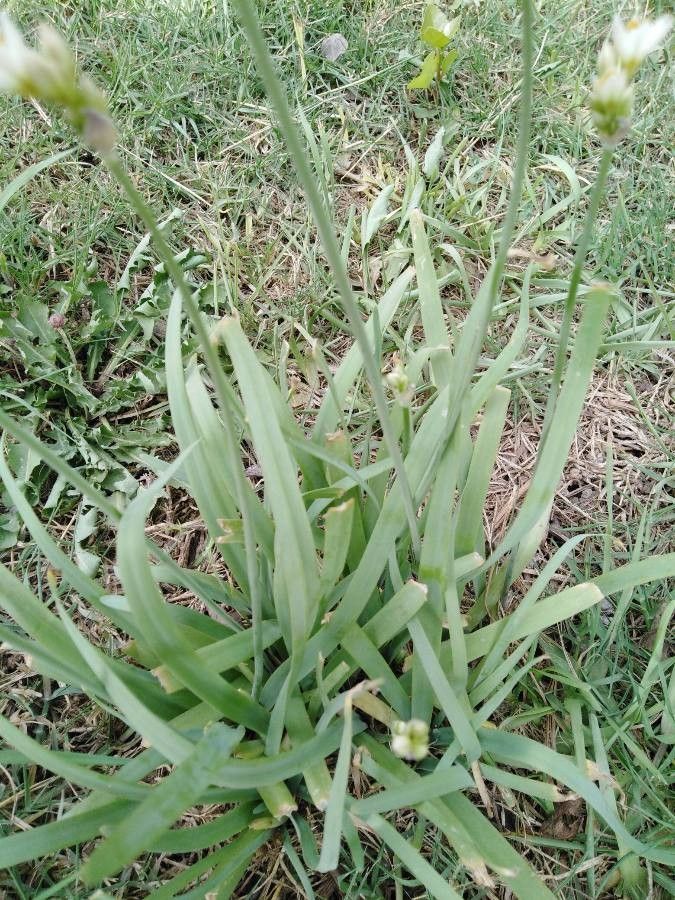 Nothoscordum bivalve leaf
