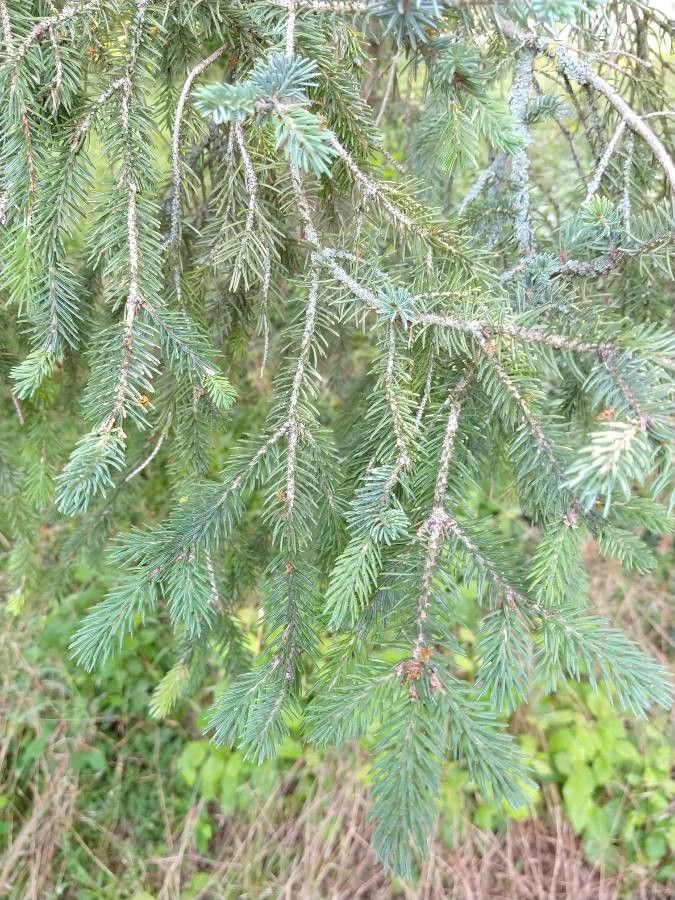 Picea likiangensis — search result for 'Picea'