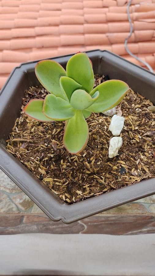 Echeveria pallida bark