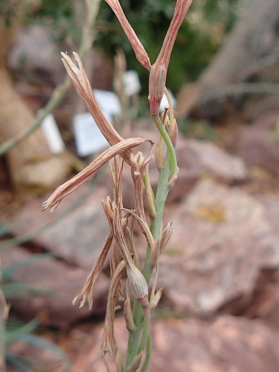 Aloe parvula fruit