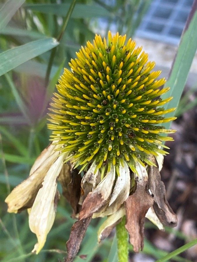 Echinacea pallida fruit