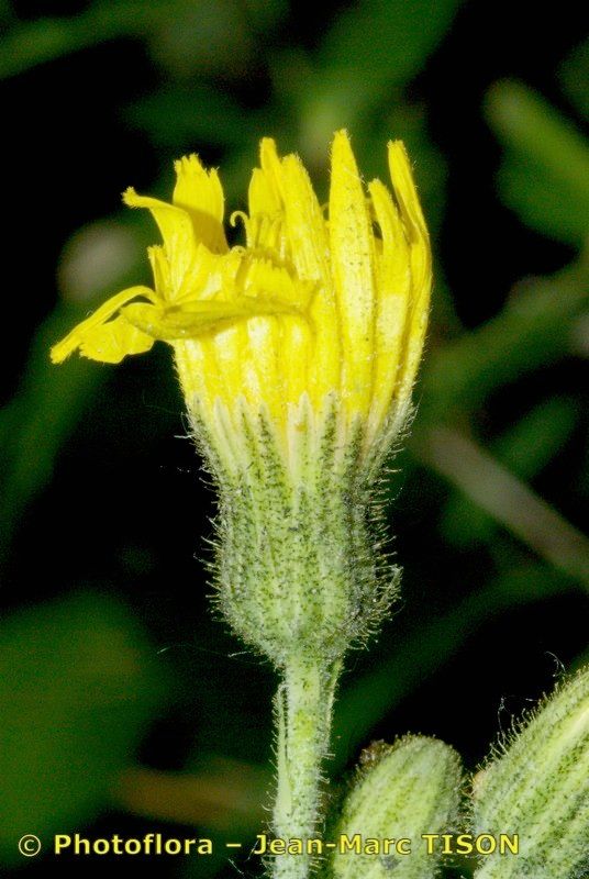 Hieracium plecophyllum — houseplant care guide
