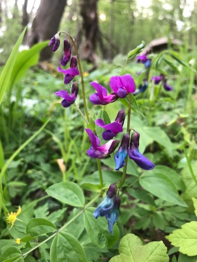 Lathyrus vernus flower