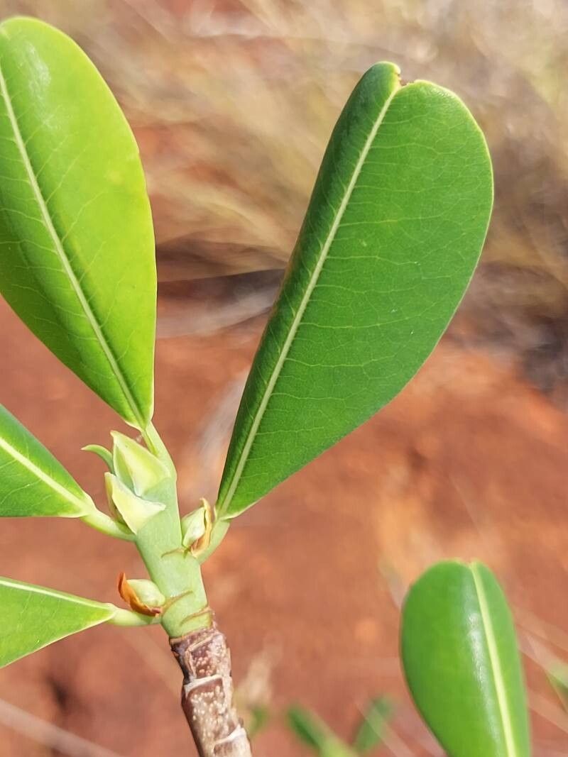 Erythroxylum leandrianum — houseplant care guide