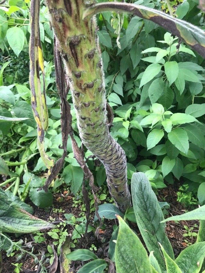 Echium strictum bark