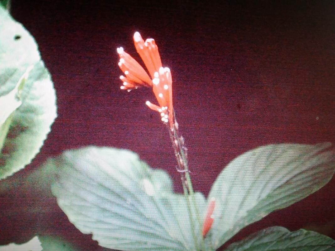 Spigelia splendens — houseplant care guide