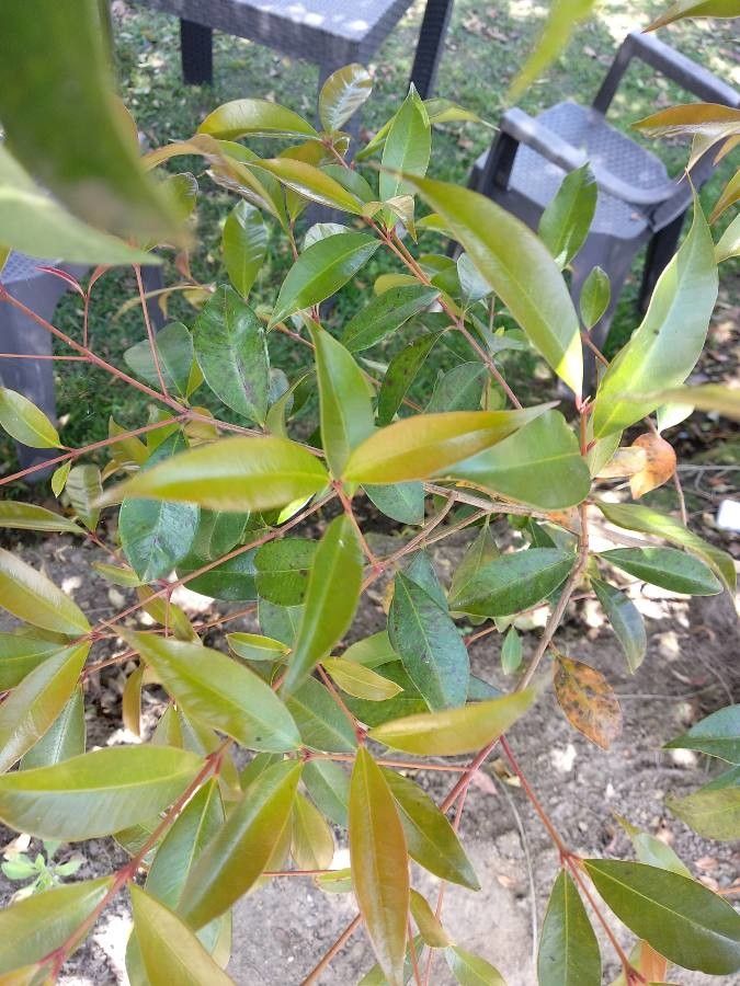 Syzygium aqueum leaf