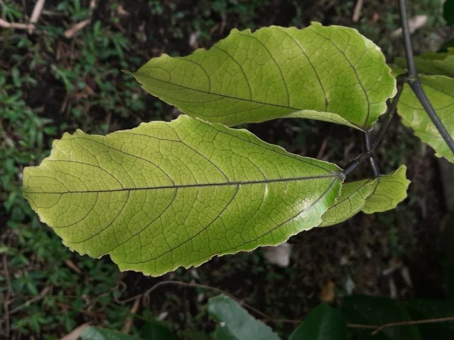 Strongylodon macrobotrys