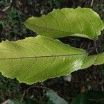 Strongylodon macrobotrys