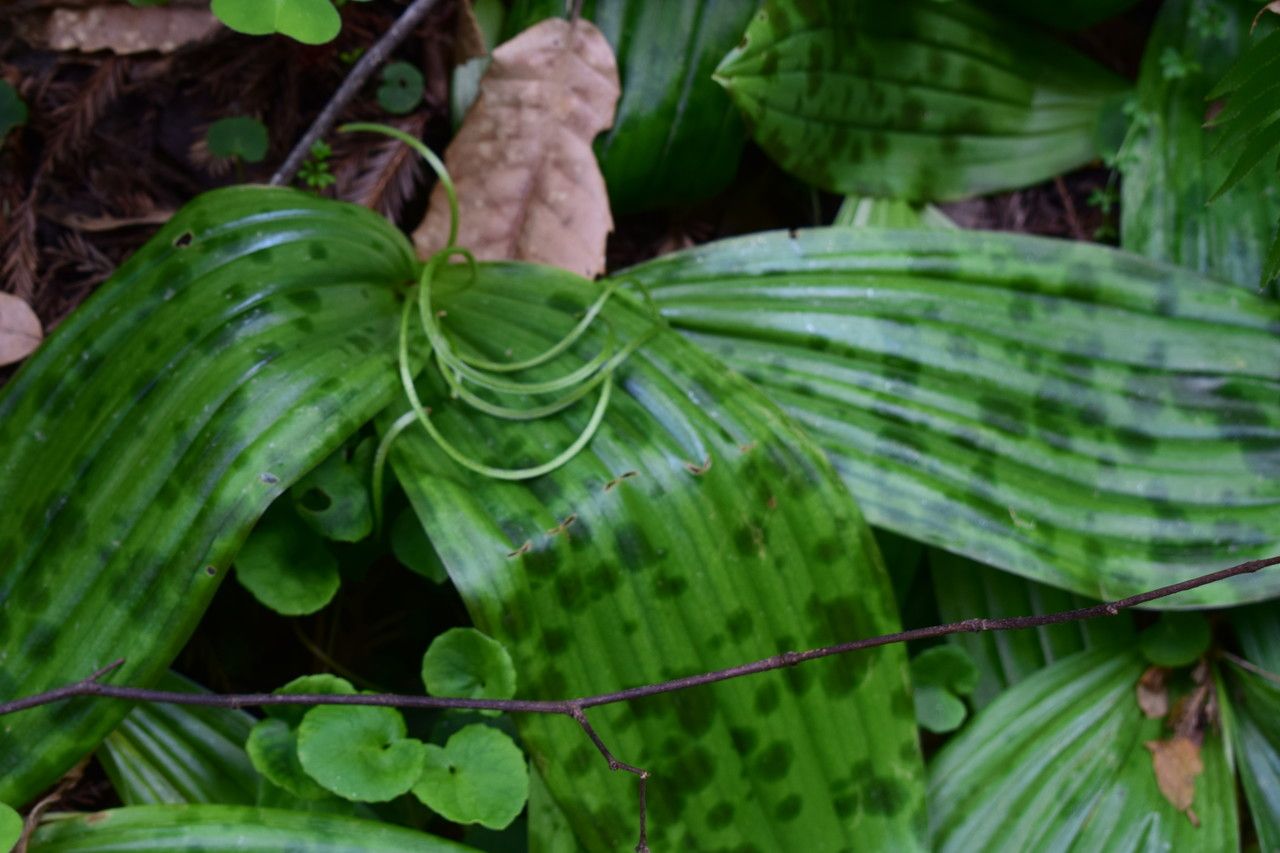 Scoliopus bigelovii — search result for 'Liliaceae'