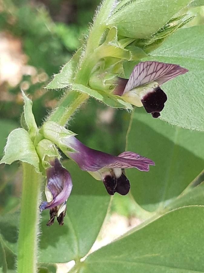 Vicia narbonensis flower