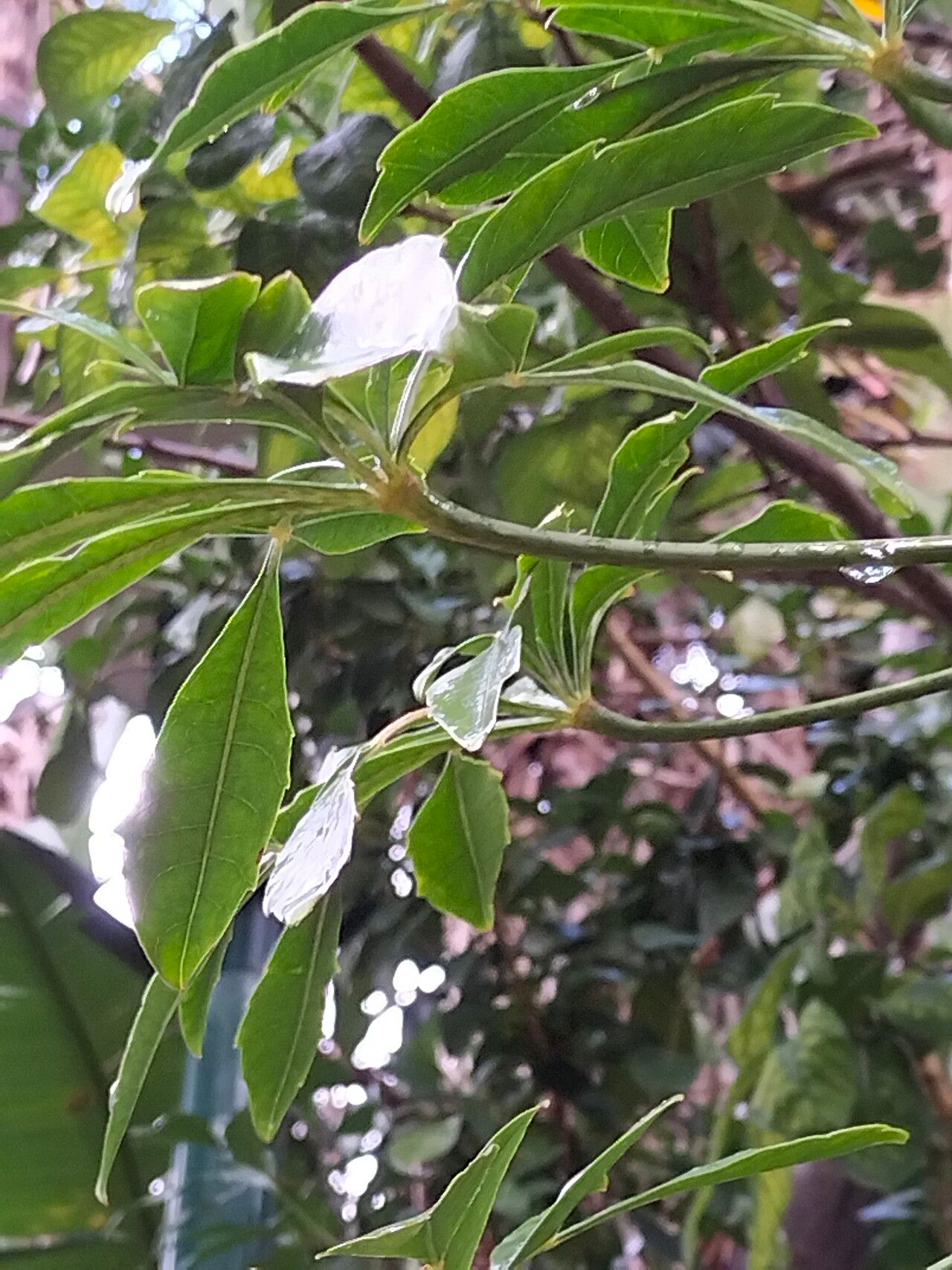 Cussonia nicholsonii leaf