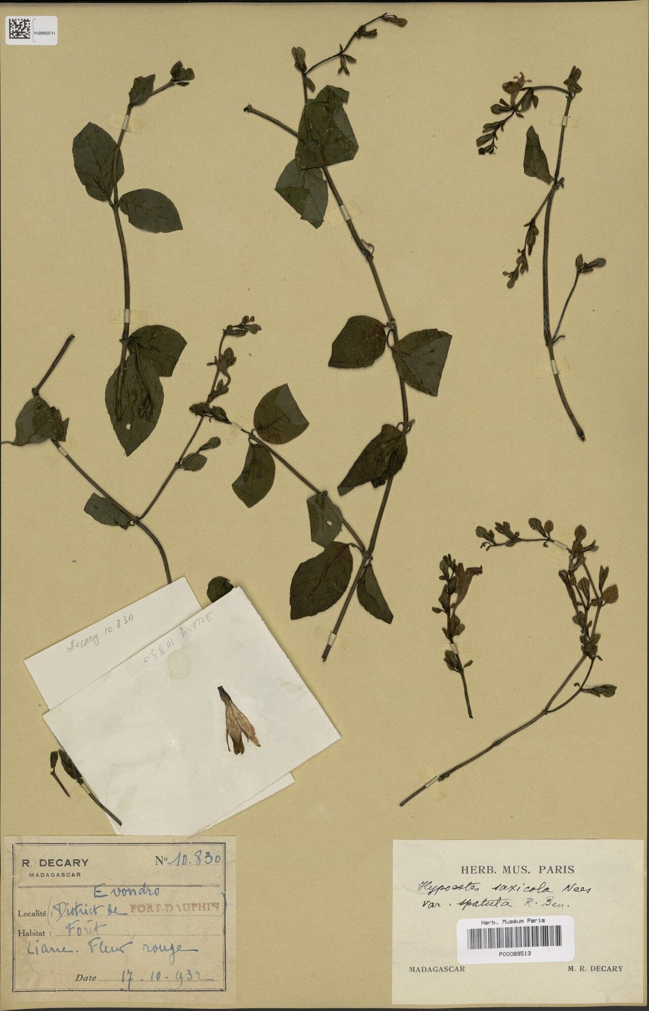 Hypoestes saxicola — houseplant care guide