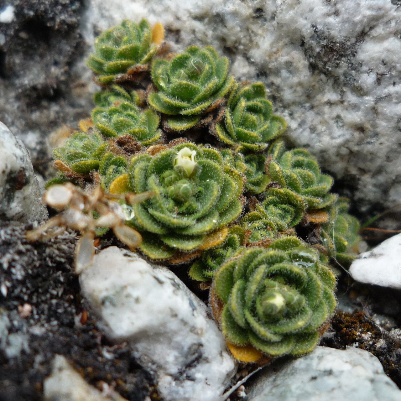 Draba lapaziana habit
