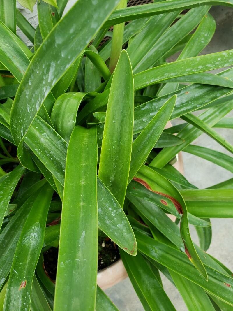 Hippeastrum papilio leaf