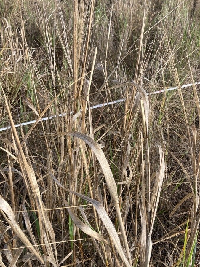 Panicum decompositum — houseplant care guide