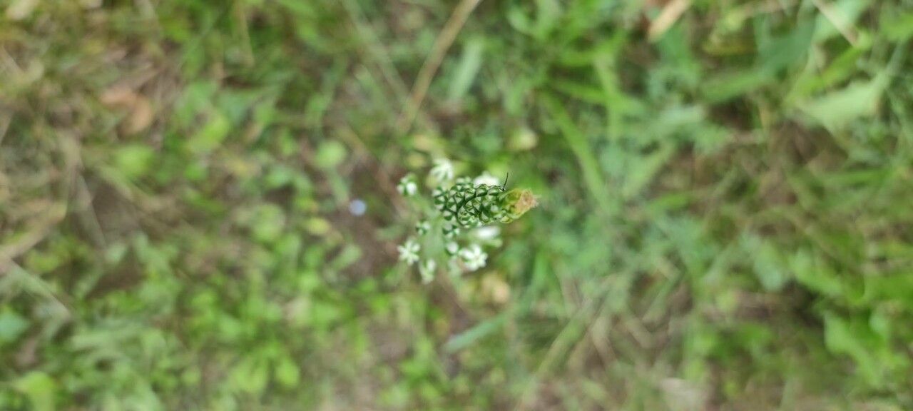 Ornithogalum sphaerocarpum flower