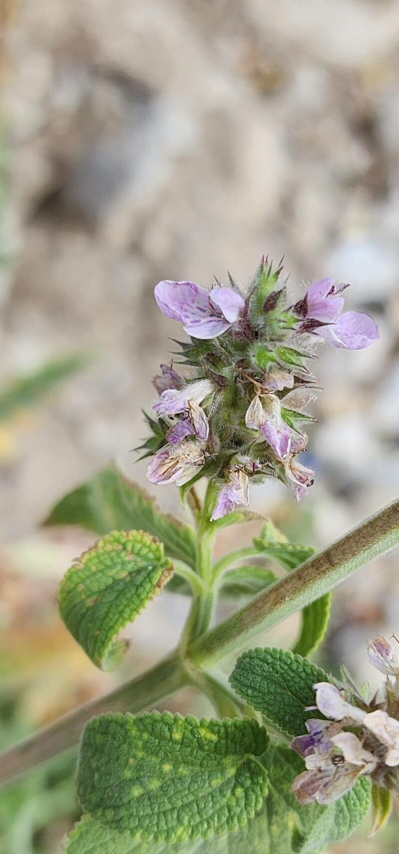 Stachys spectabilis flower