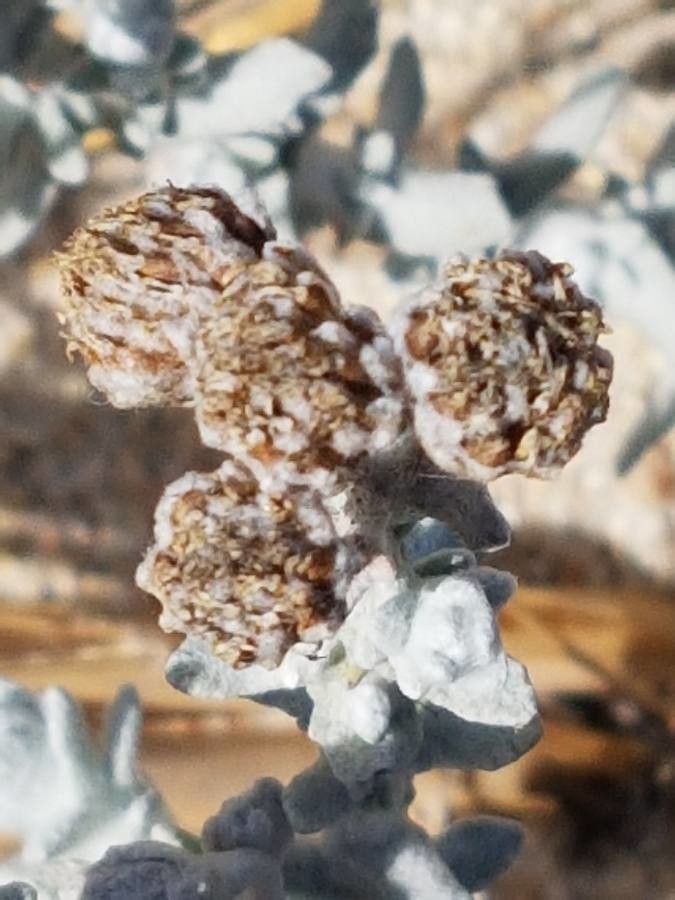 Achillea maritima fruit