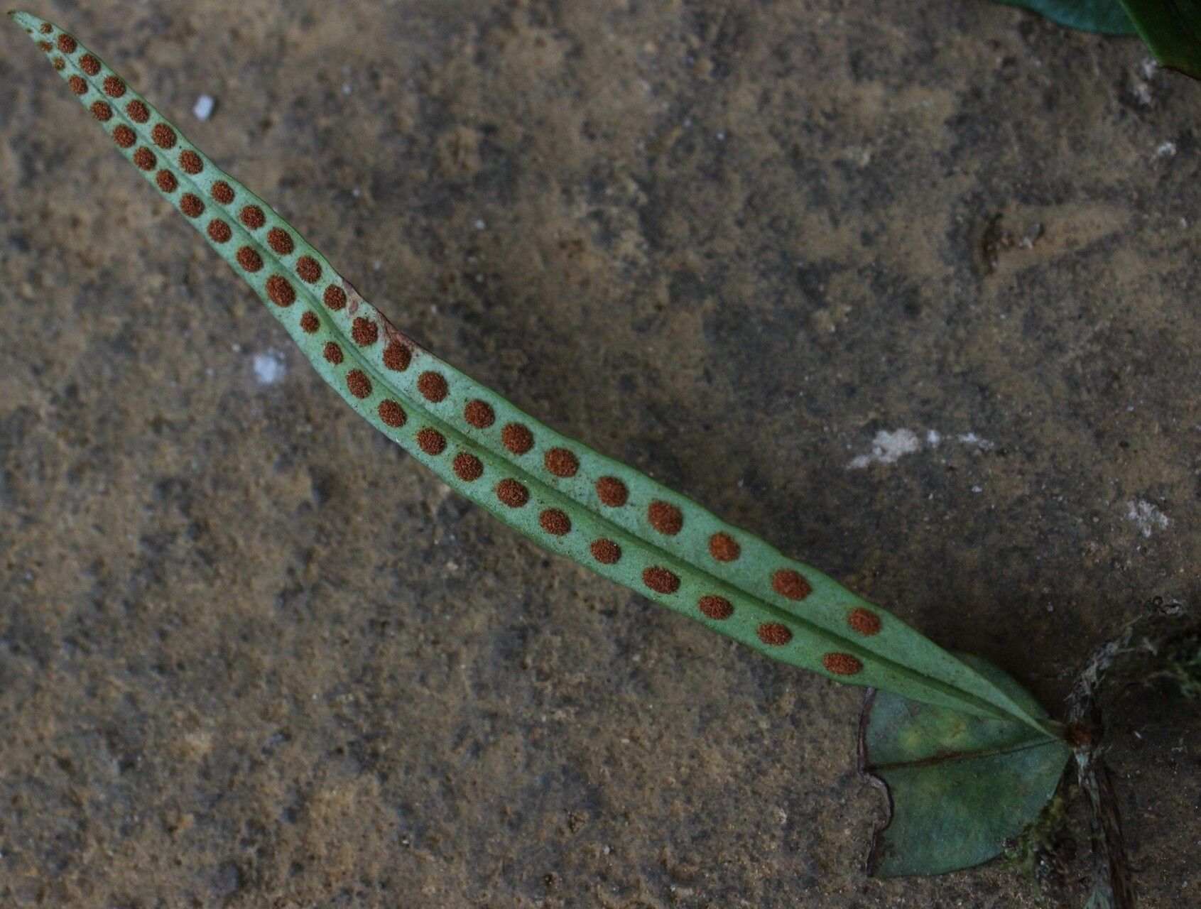 Microgramma mauritiana — related species from the same genus