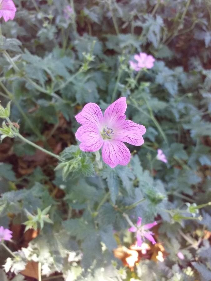 Geranium wlassovianum habit