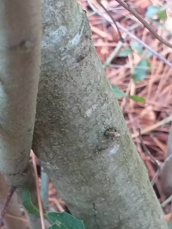 Quercus hintoniorum bark