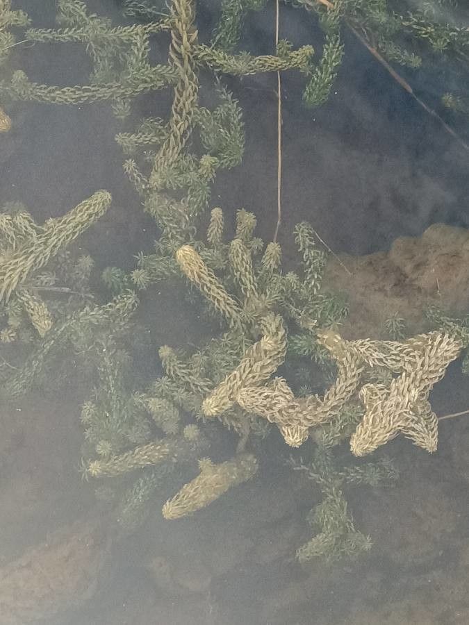 Lagarosiphon major — houseplant care guide