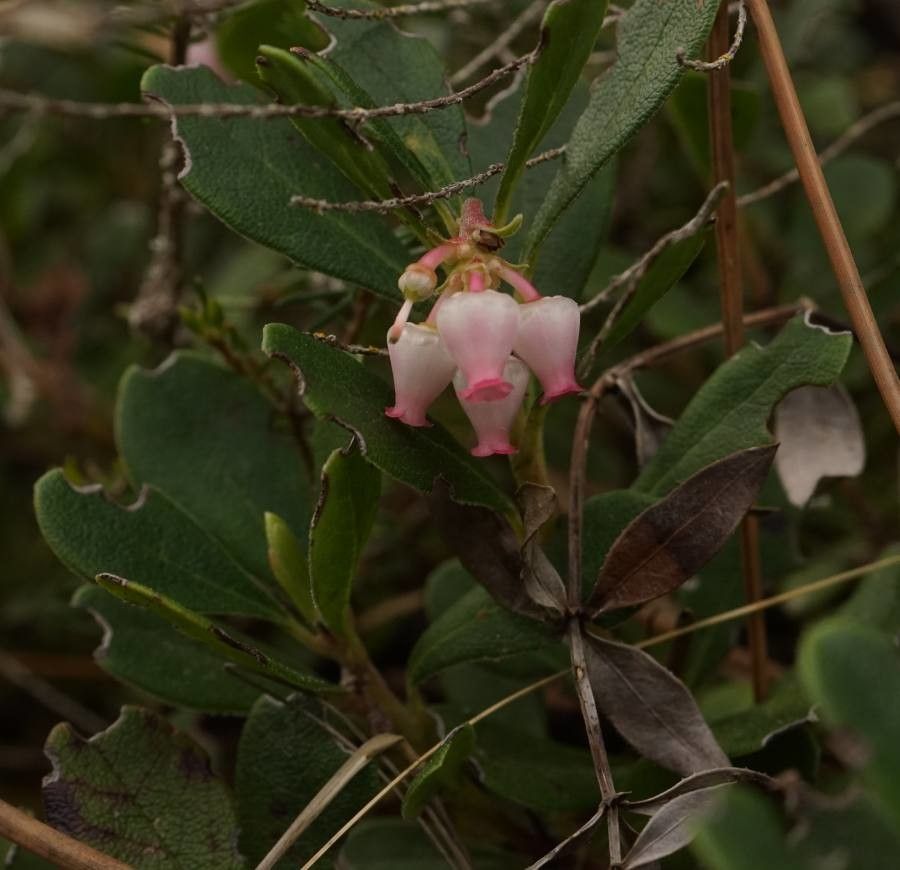 Arctostaphylos uva-ursi flower