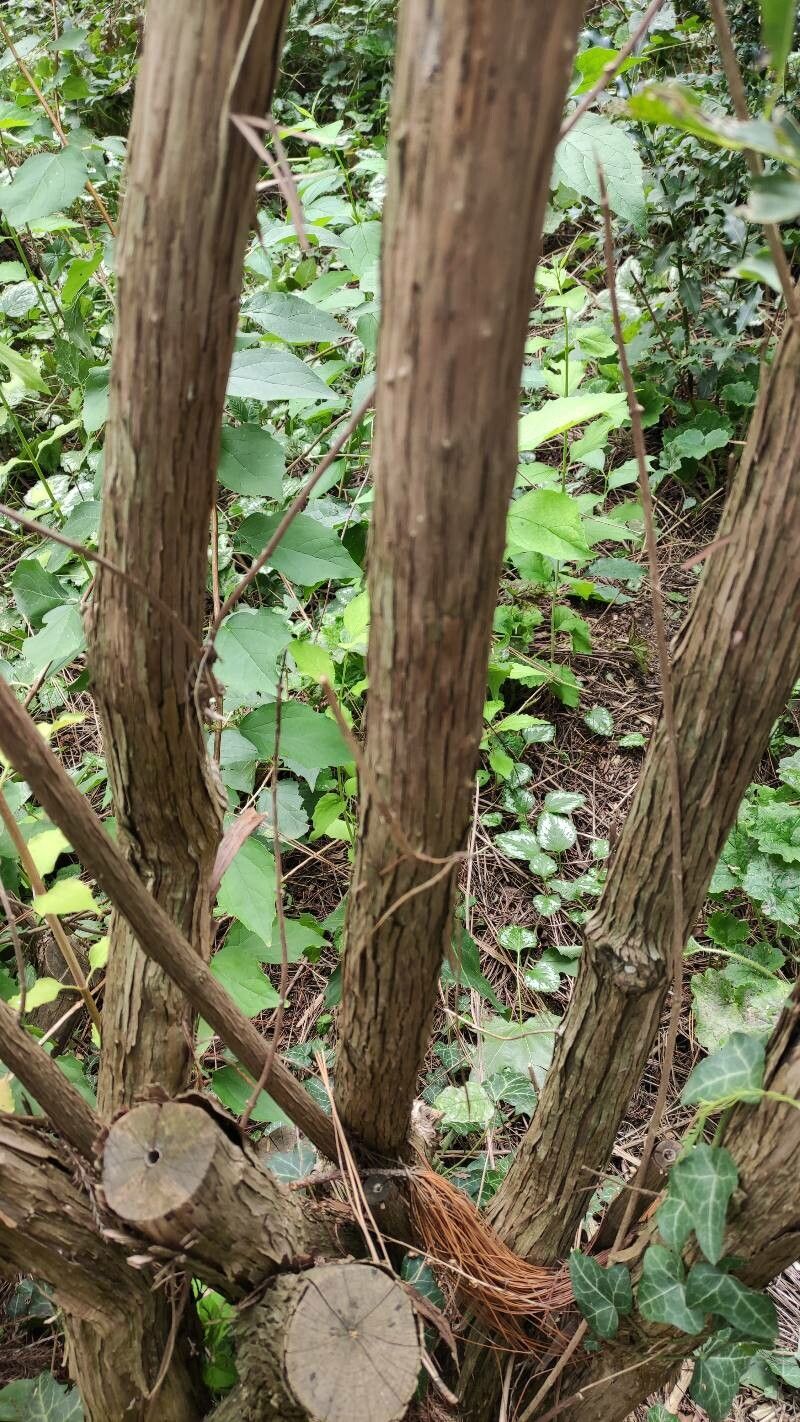 Philadelphus gordonianus bark