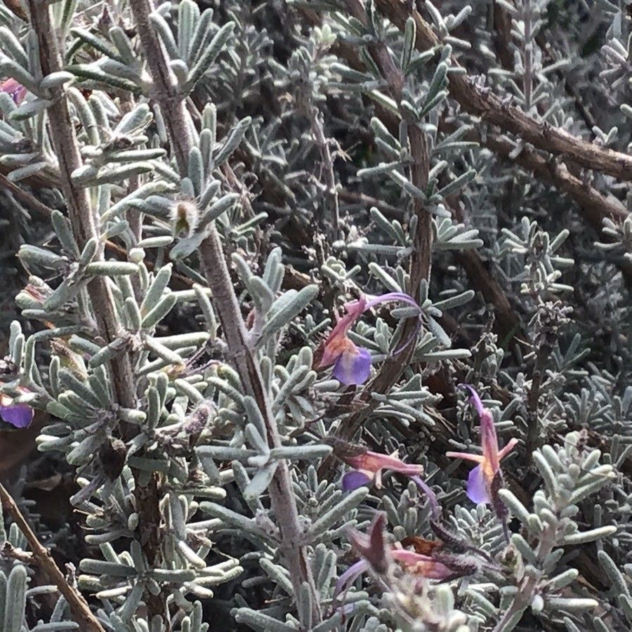 Rosmarinus tomentosus flower