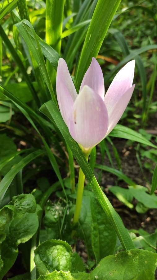 Colchicum speciosum flower