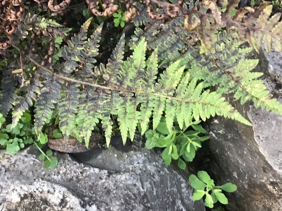 Dryopteris mindshelkensis — houseplant care guide